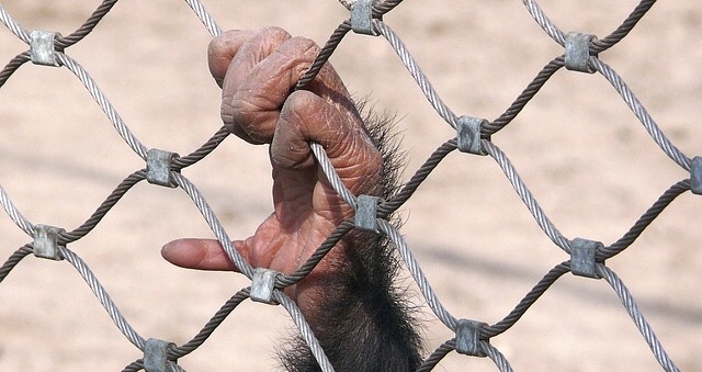 chimpanzee hand grasping wire fence